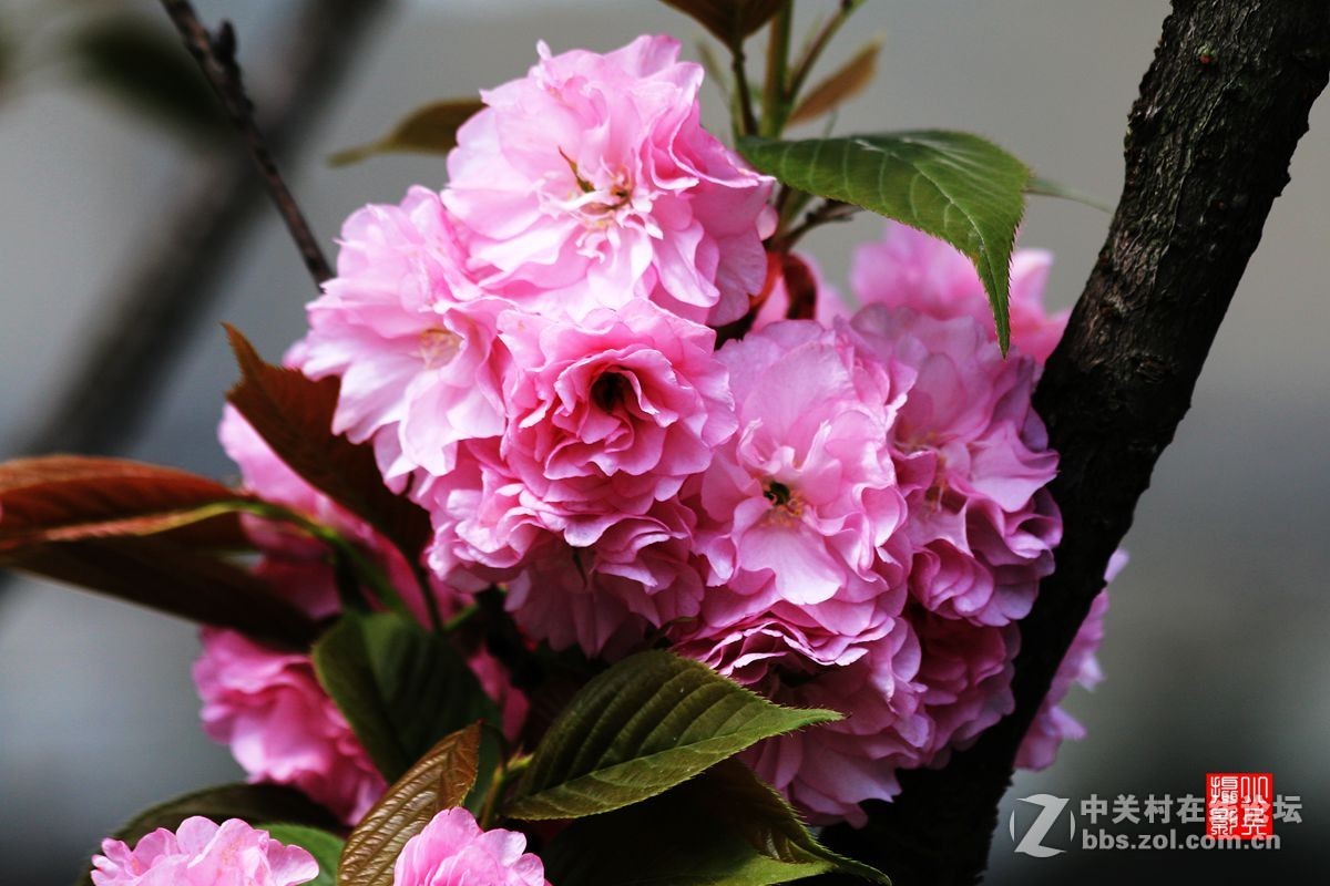 15年004帖——樱花