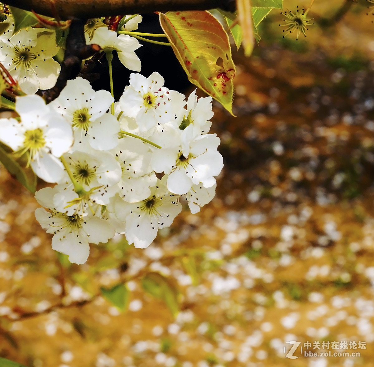 山西祁县万亩梨花园随拍