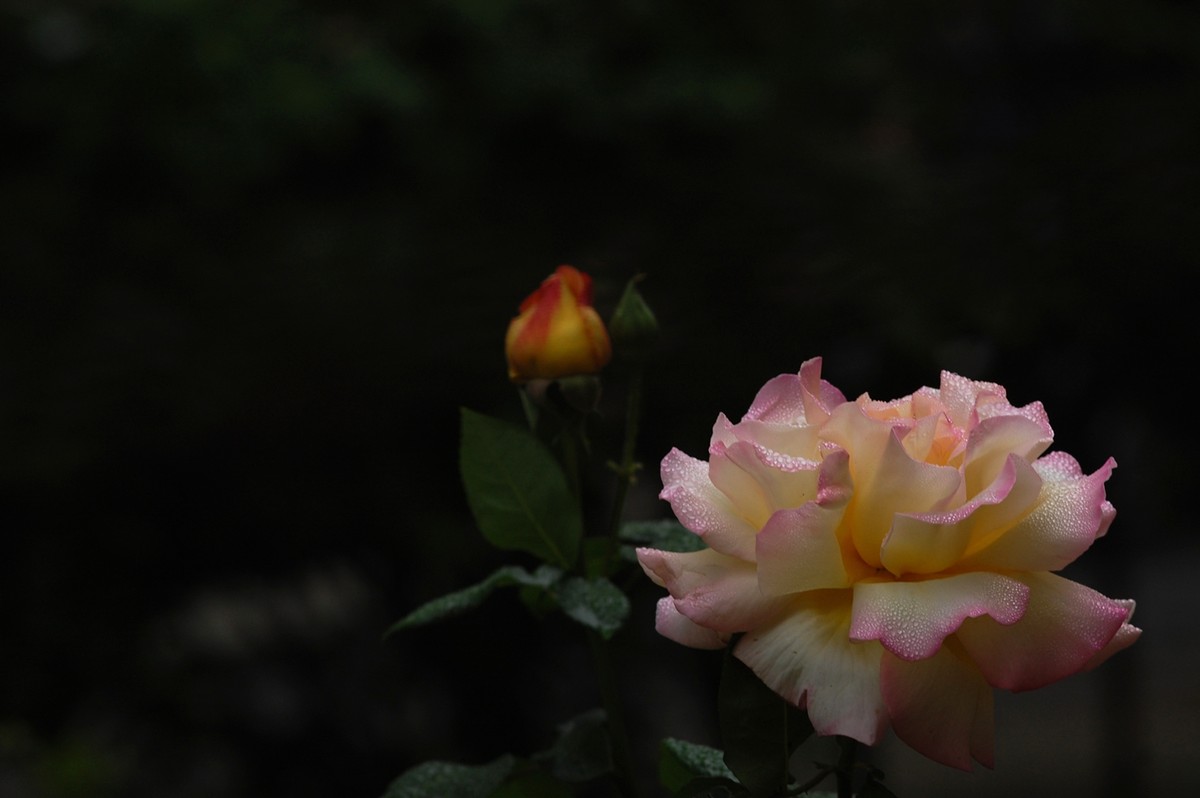 2015年第一帖、无旦献花，祝游版及各位版主好友新年好。