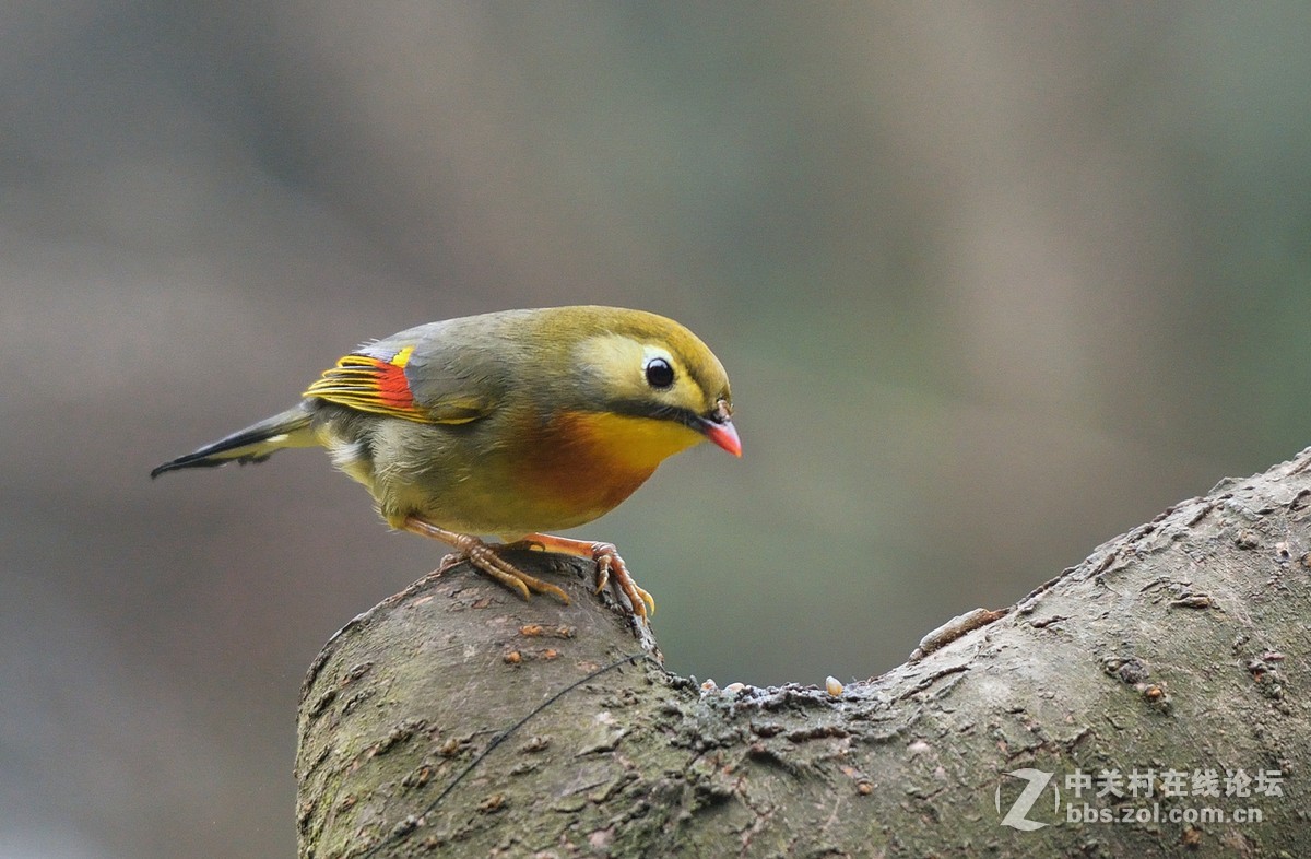 #尼康鸟类作品赏析第五期#冬日相思鸟