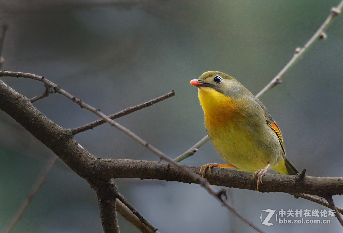 #尼康鸟类作品赏析第五期#冬日相思鸟