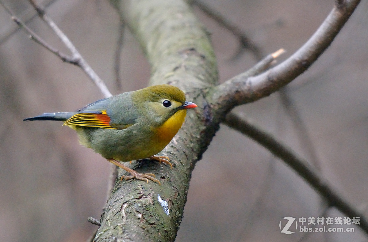 #尼康鸟类作品赏析第五期#冬日相思鸟