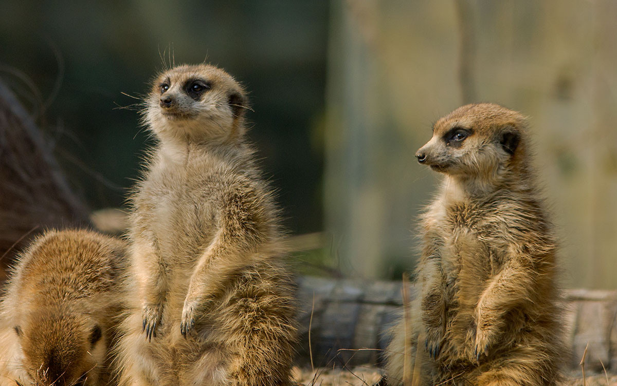 非洲草原上的精灵细尾獴
