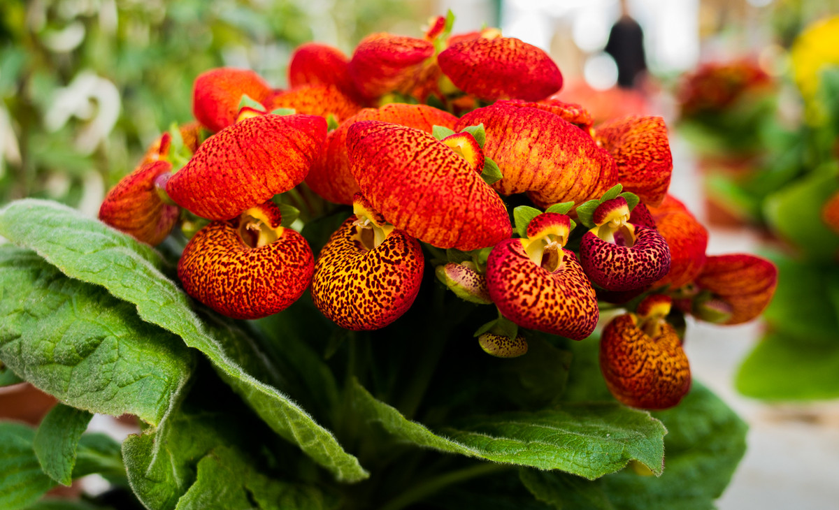 GR越用越爱------花卉大观园