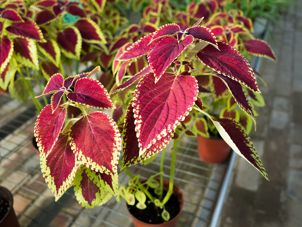 GR越用越爱------花卉大观园