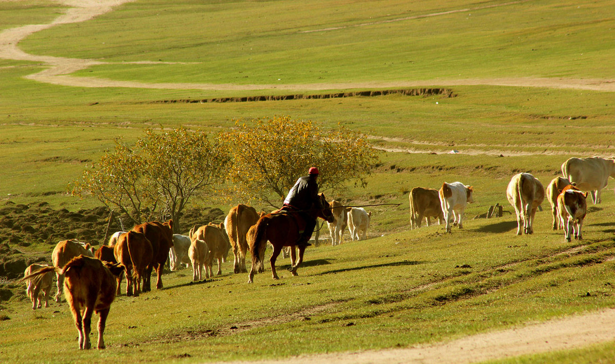 zol金秋乌兰布统深度摄影作业四十九草原牧牛图叁