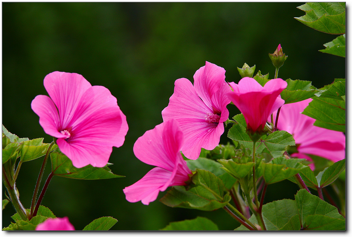 携一组秋葵花祝贺好友“沙漏里的沙”荣任佳能7DⅡ星空(中国)版主！