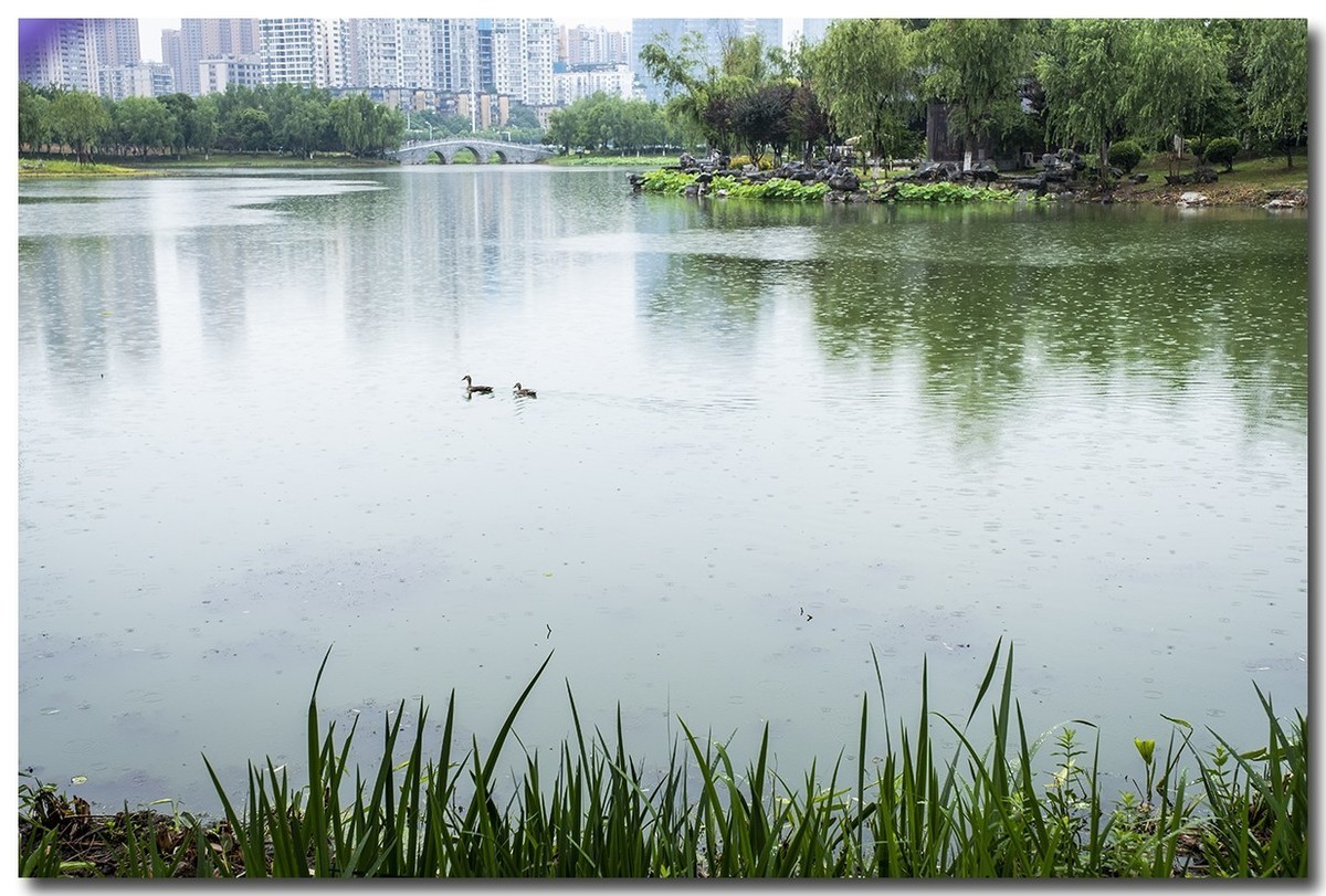 初夏的沙湖