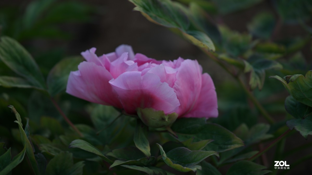 小小白拍牡丹