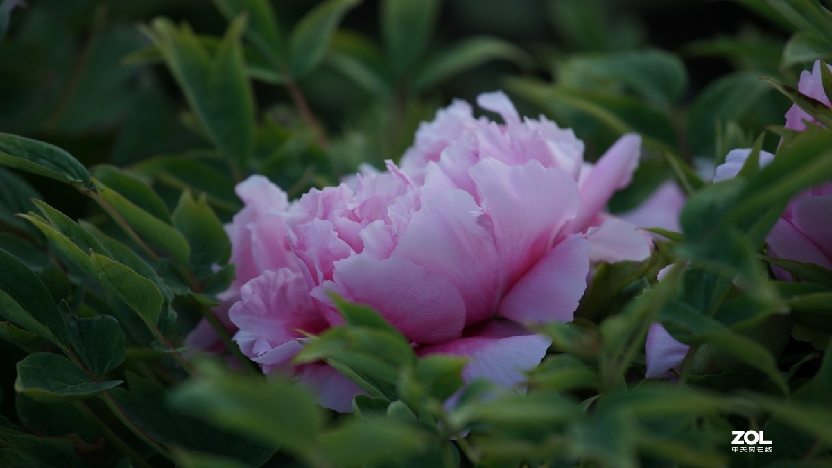 小小白拍牡丹