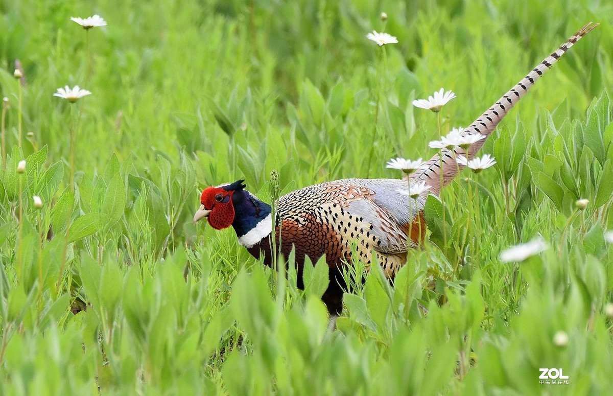 东北雄雉的美。