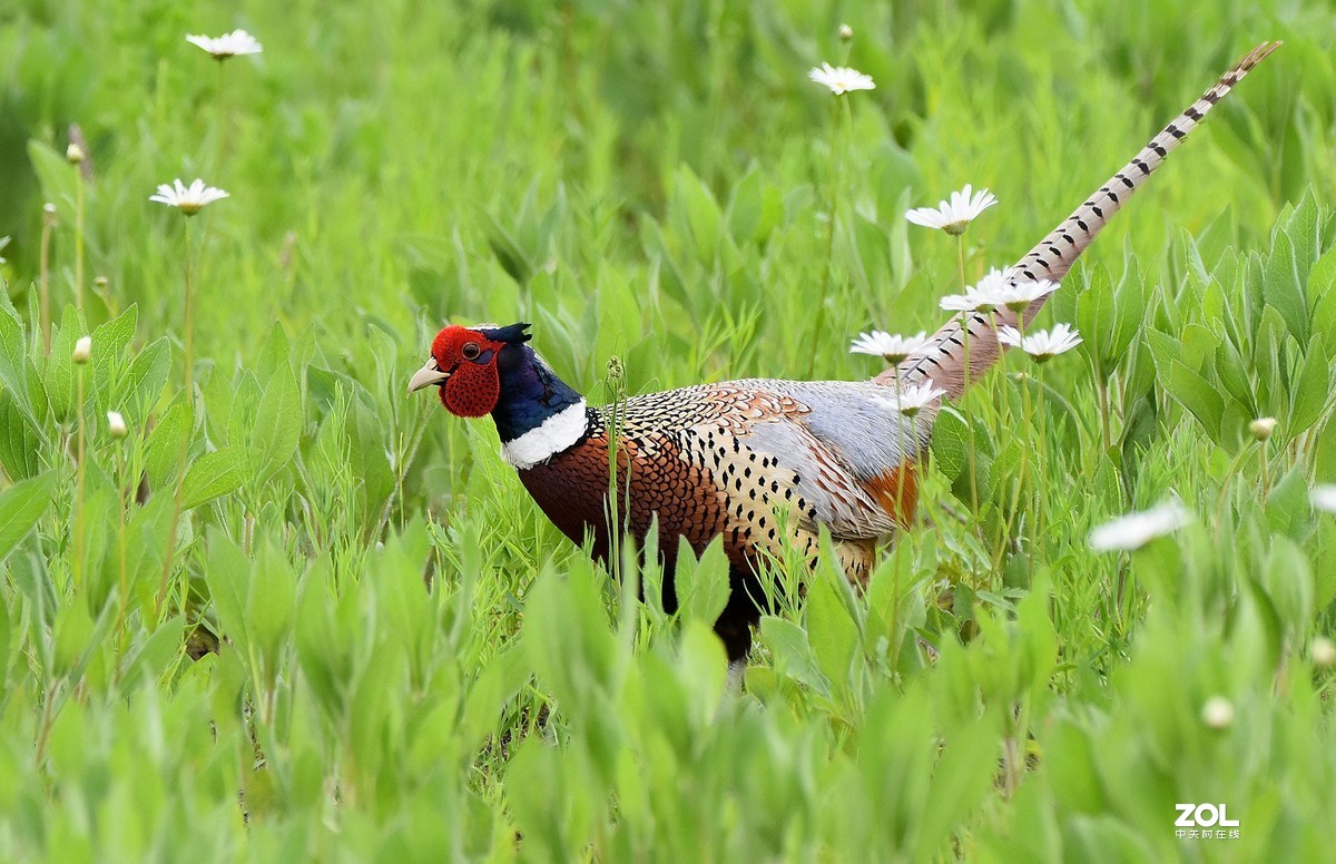 东北雄雉的美。