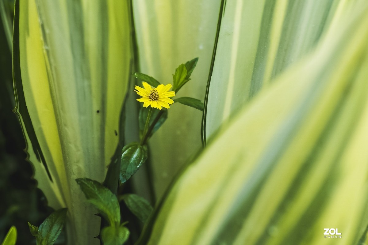 唯卓仕转接环，真的能增大光圈