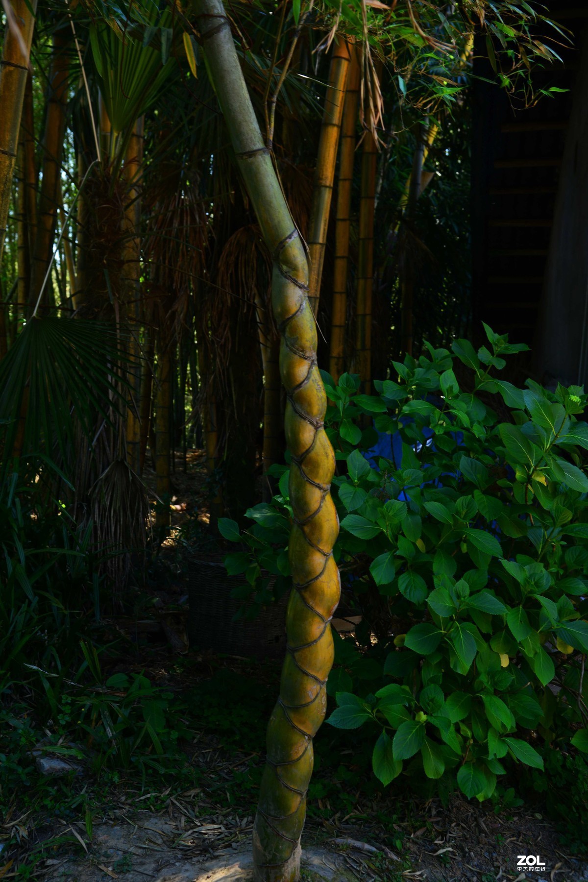 宜宾蜀南竹海游（二）