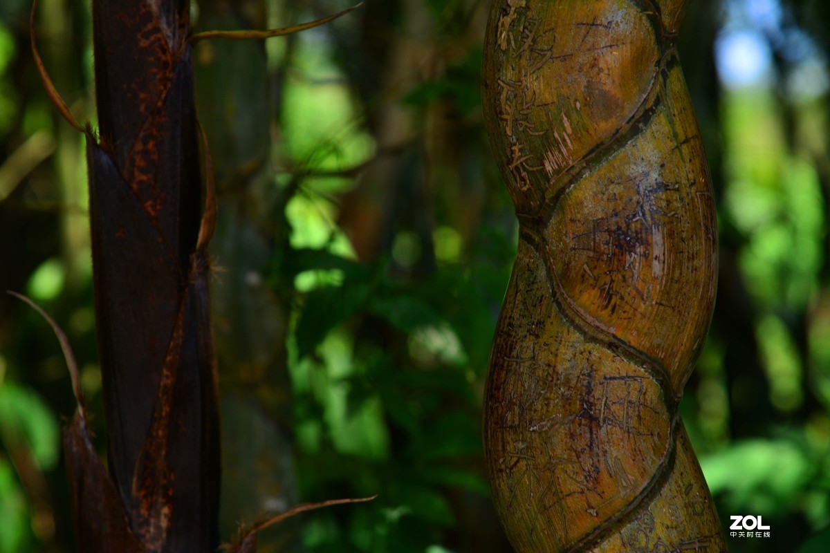 宜宾蜀南竹海游（二）