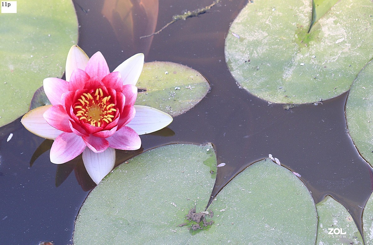 不久前拍的荷花