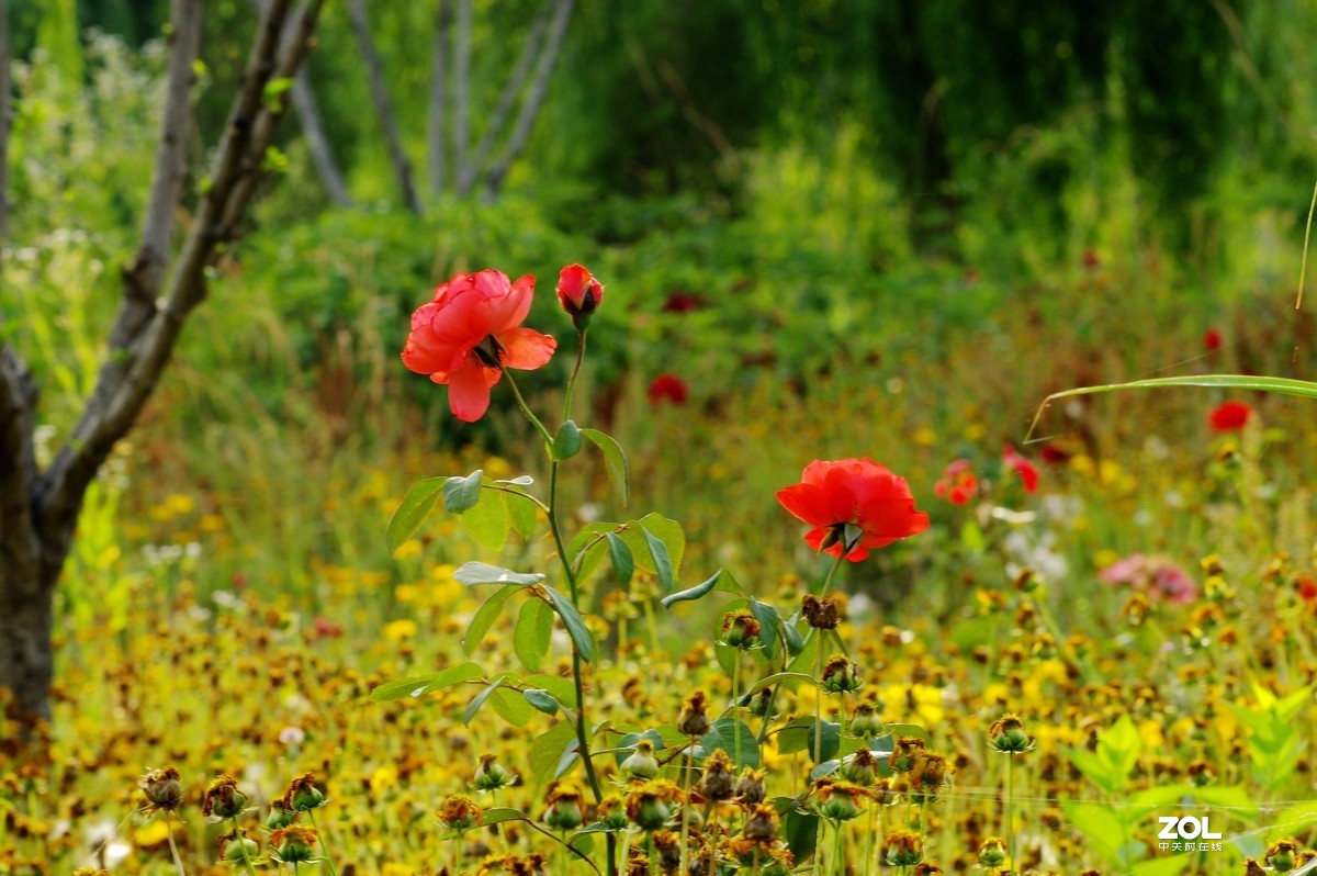 淄博淄川留仙湖、文昌湖湖边即景