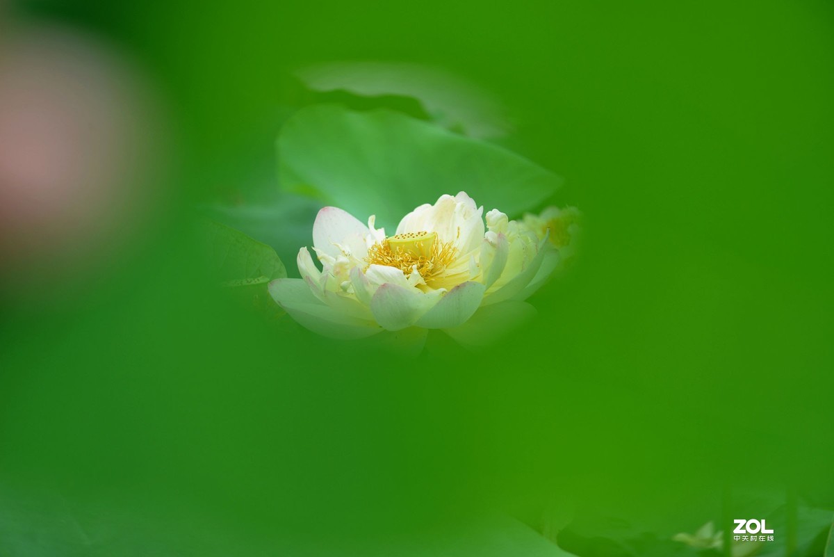 薄雾缥渺赏莲荷