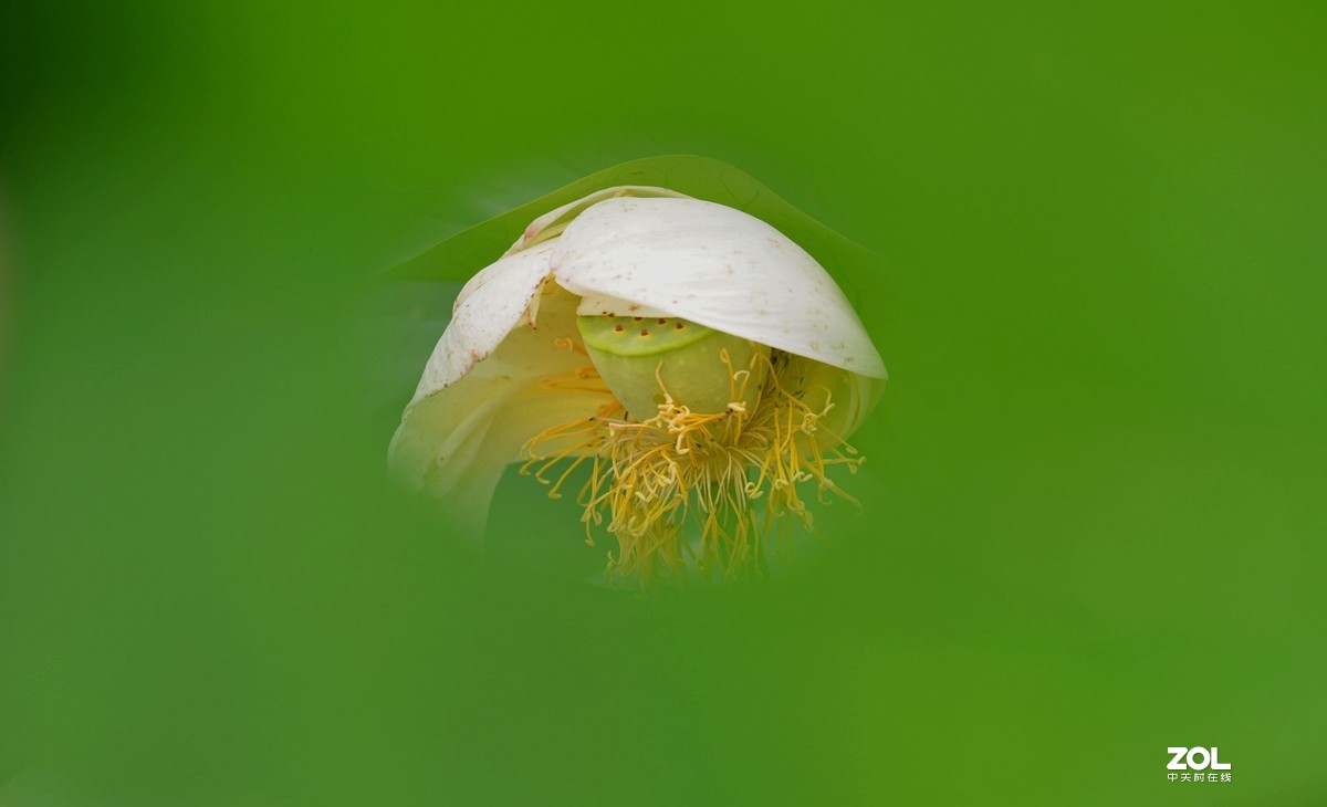 薄雾缥渺赏莲荷