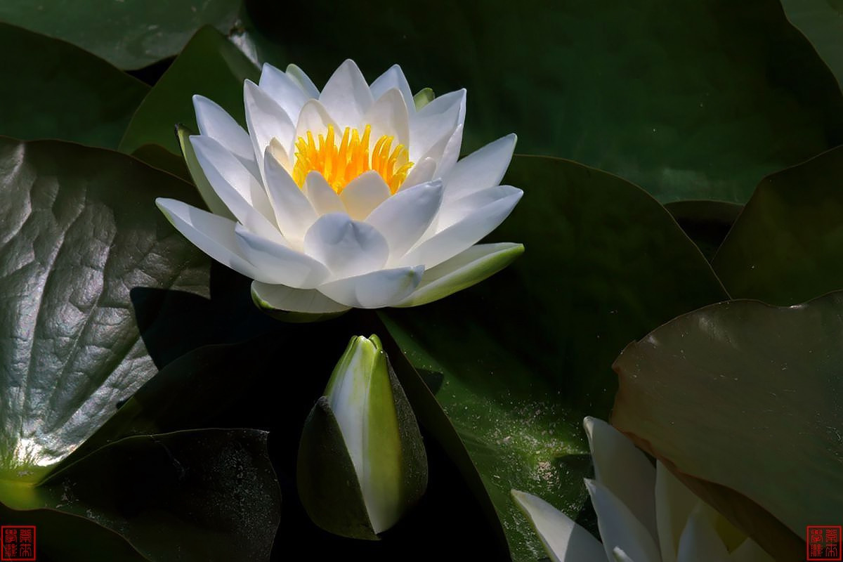 花卉
