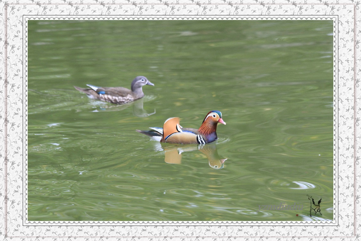 长距镜拍：鸳鸯