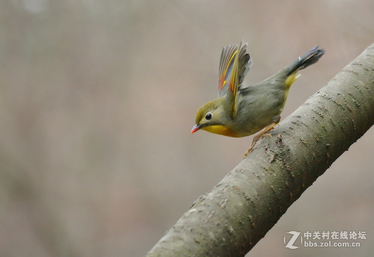 #尼康鸟类作品赏析第五期#冬日相思鸟