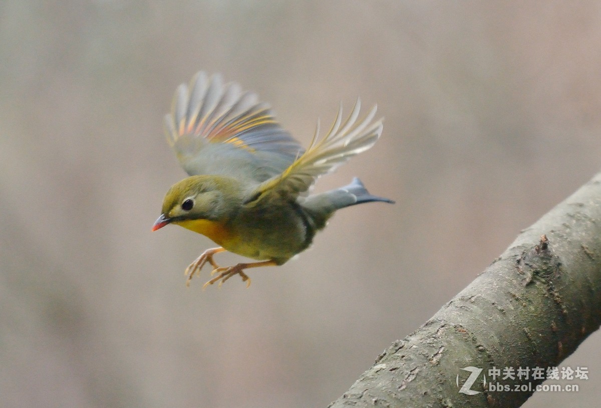 #尼康鸟类作品赏析第五期#冬日相思鸟