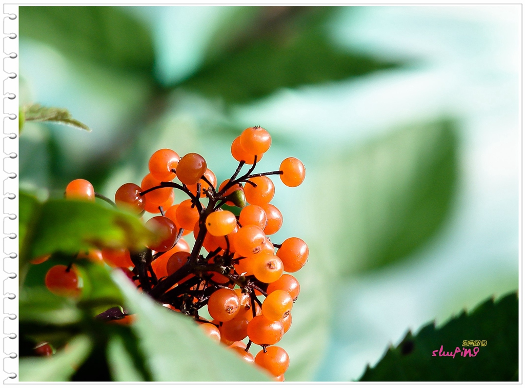 新年、新版，老H2发图