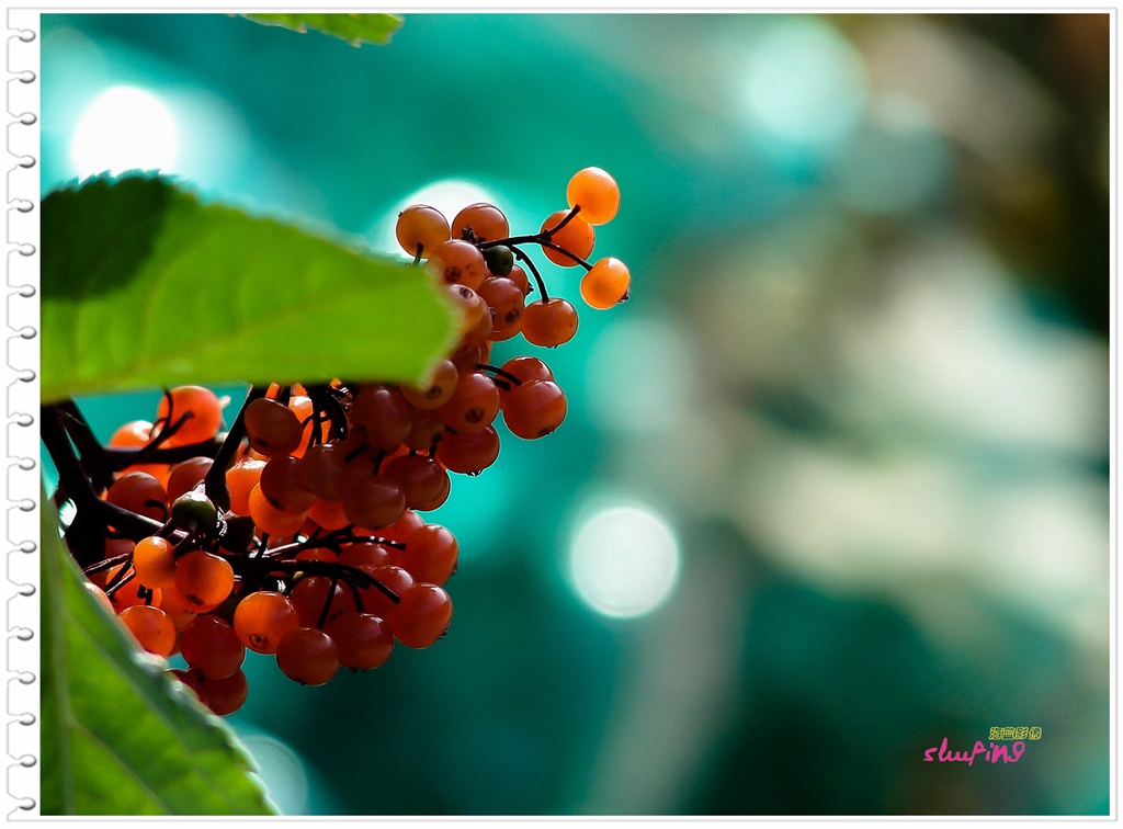 新年、新版，老H2发图