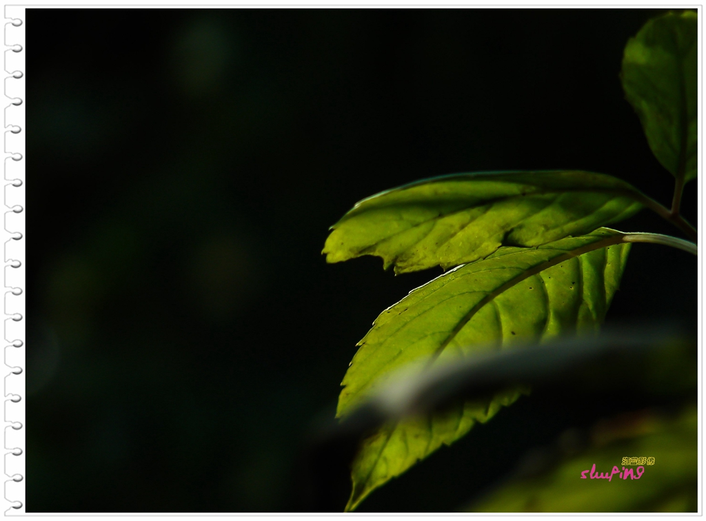 新年、新版，老H2发图