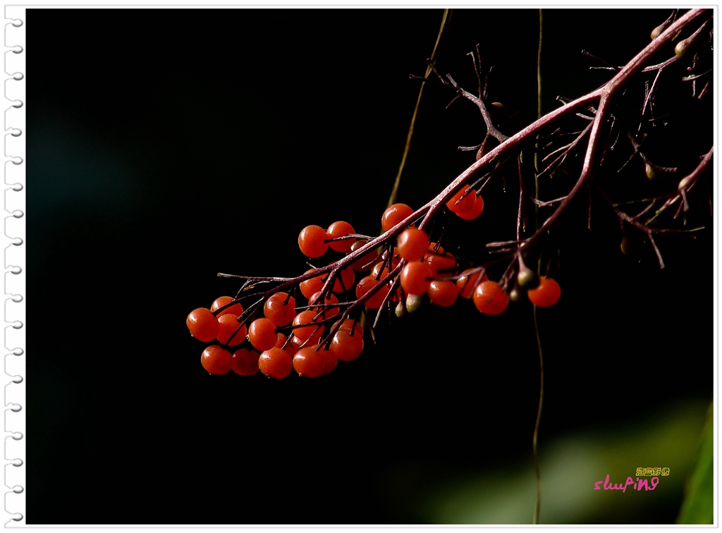 新年、新版，老H2发图