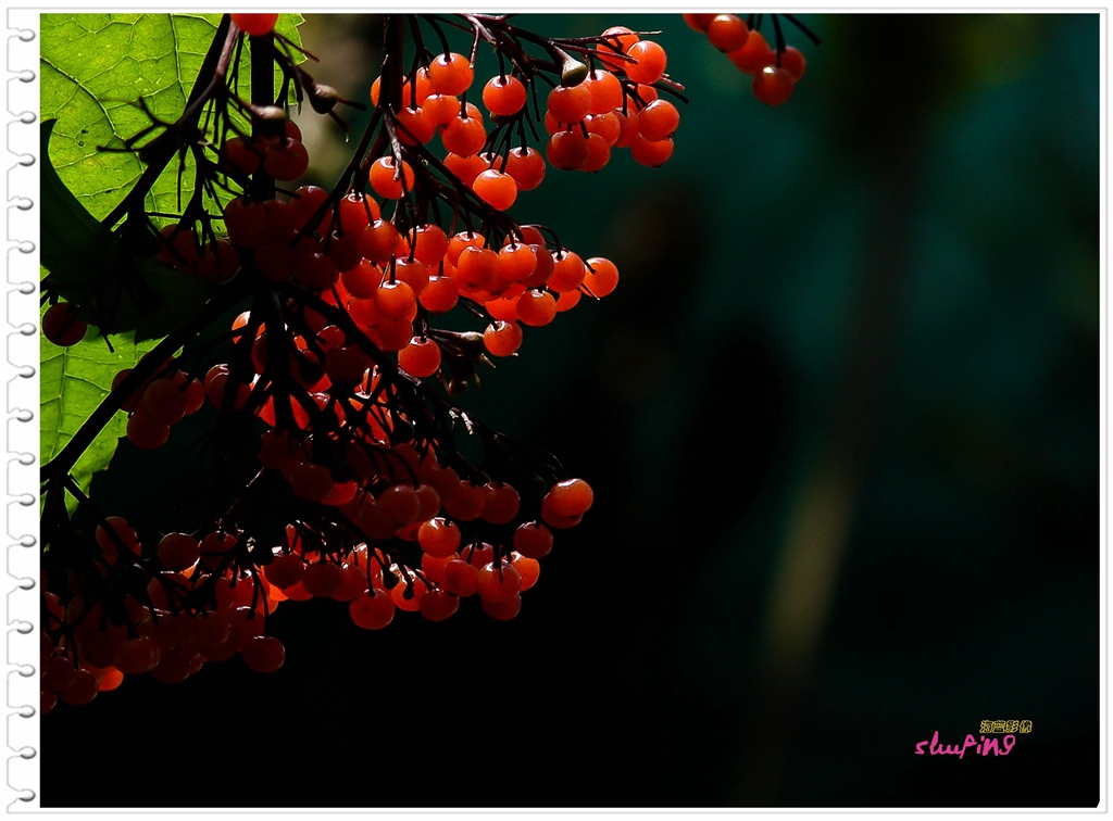 新年、新版，老H2发图