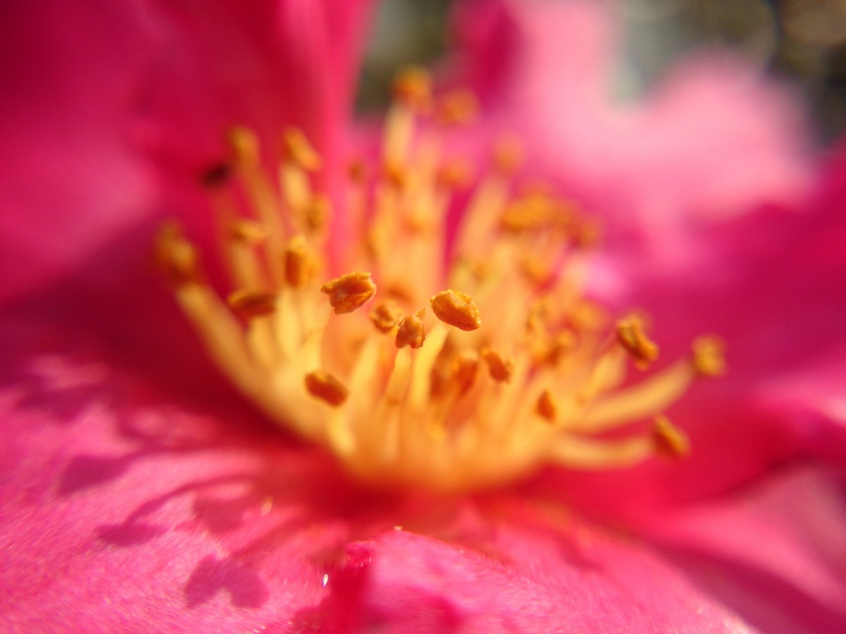 Sony L39h 午后几张。。。