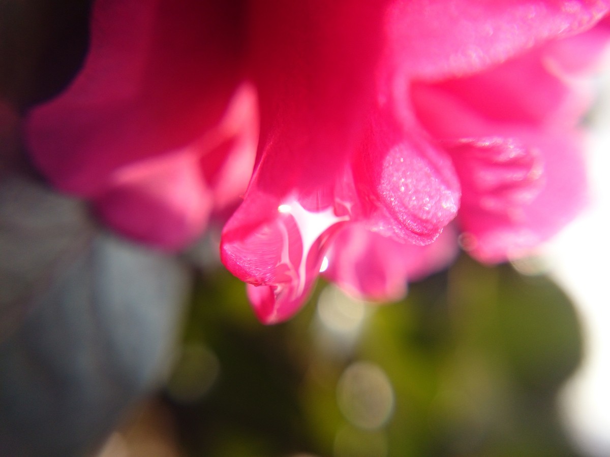 Sony L39h 午后几张。。。