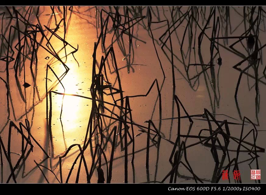 摄影图片-残荷趣图