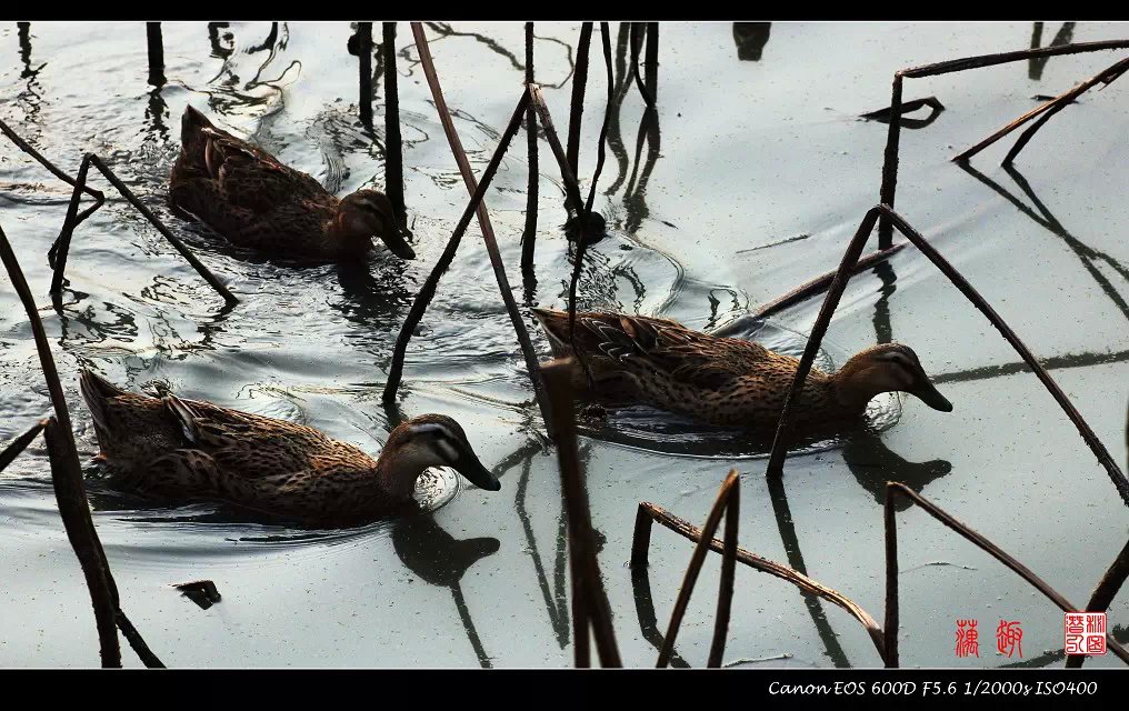 摄影图片-残荷趣图