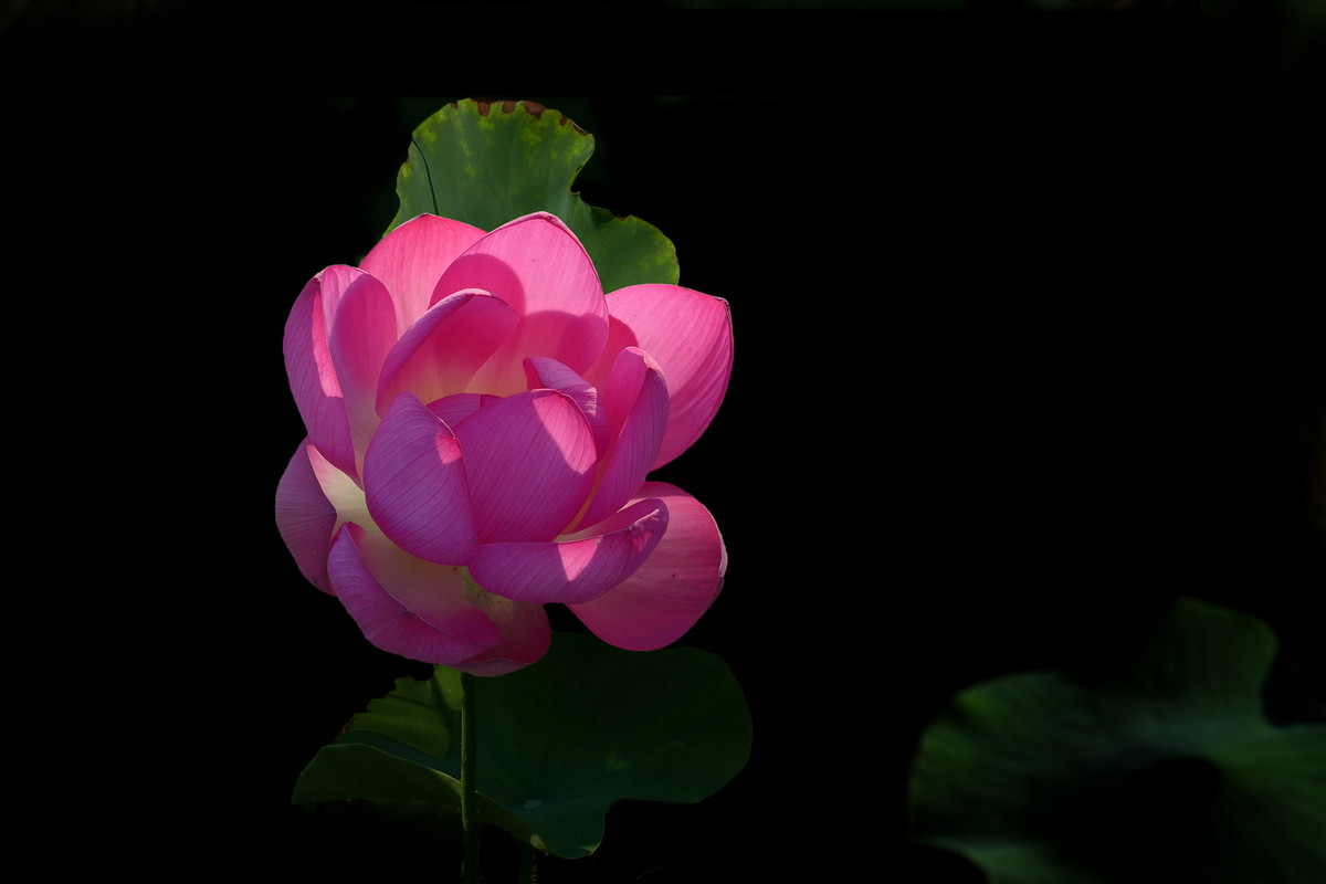 赏夏荷