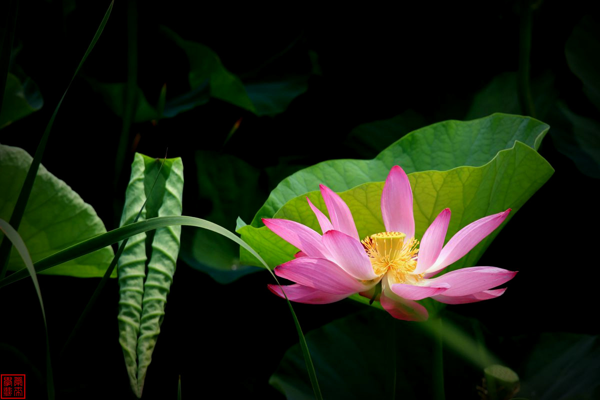 2014荷花【后期-晕光】