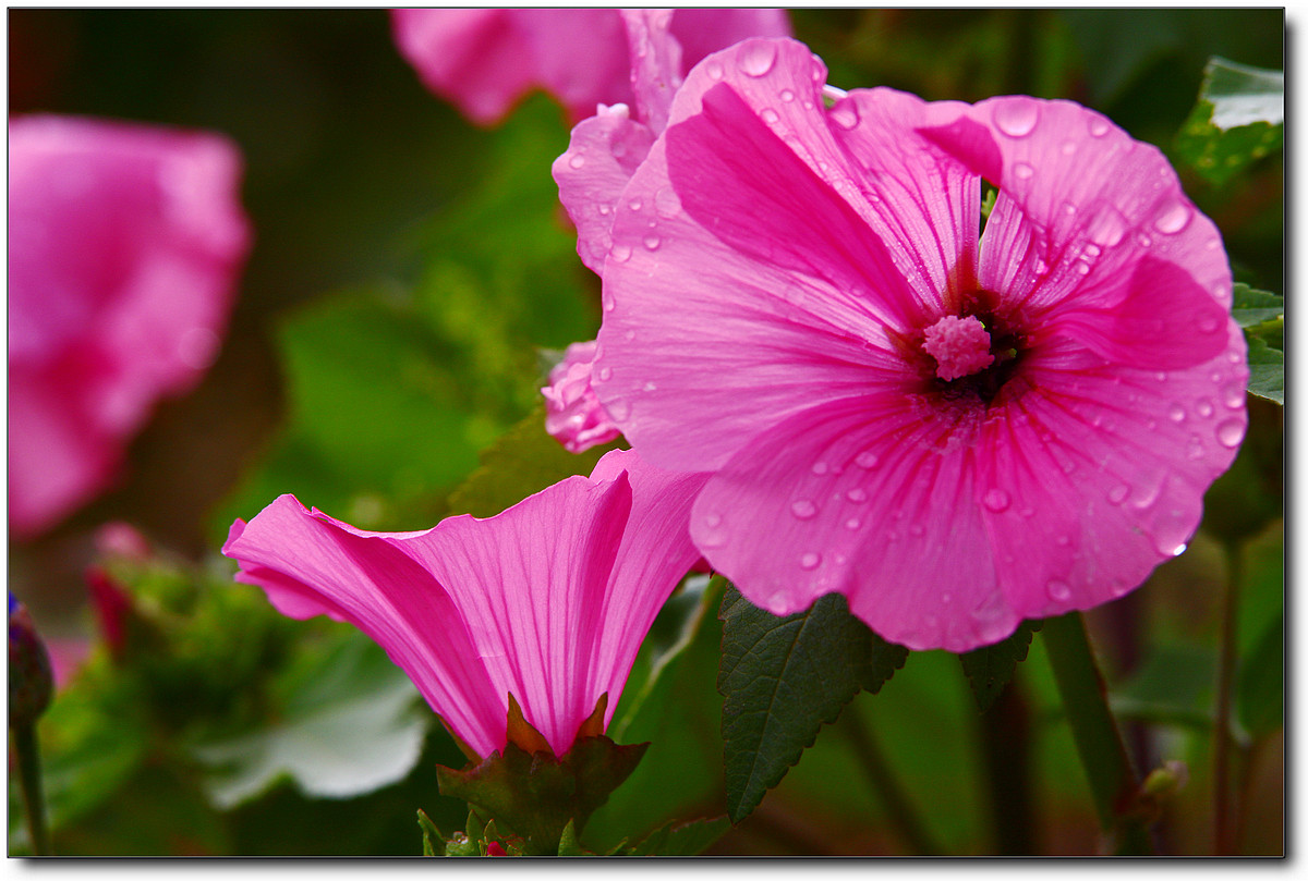 携一组秋葵花祝贺好友“沙漏里的沙”荣任佳能7DⅡ星空(中国)版主！