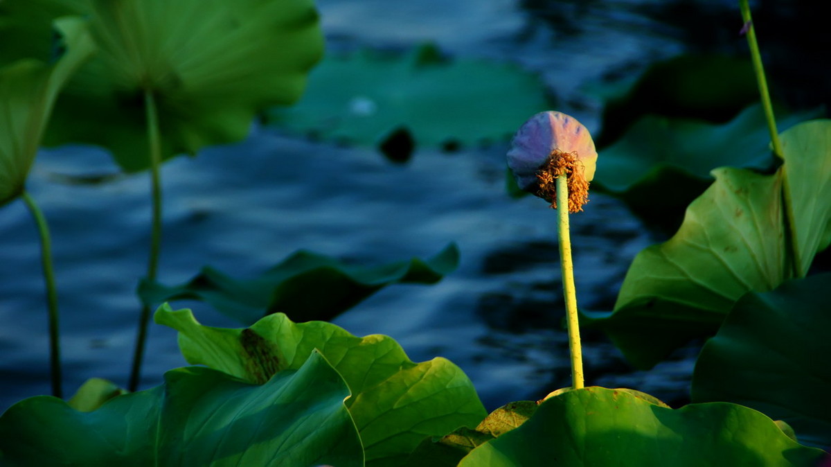 湖边荷花