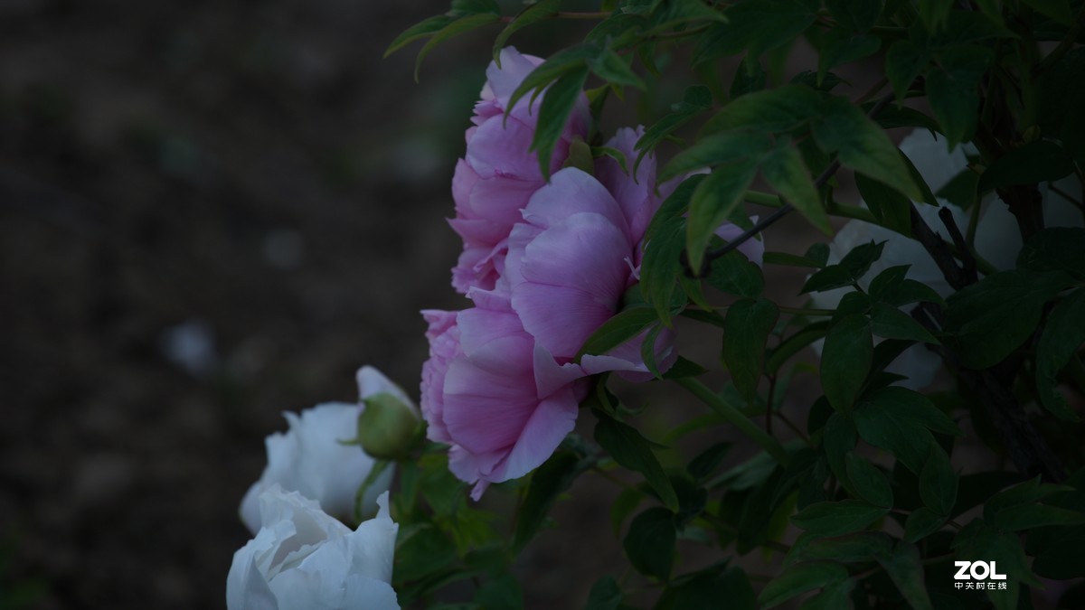 小小白拍牡丹
