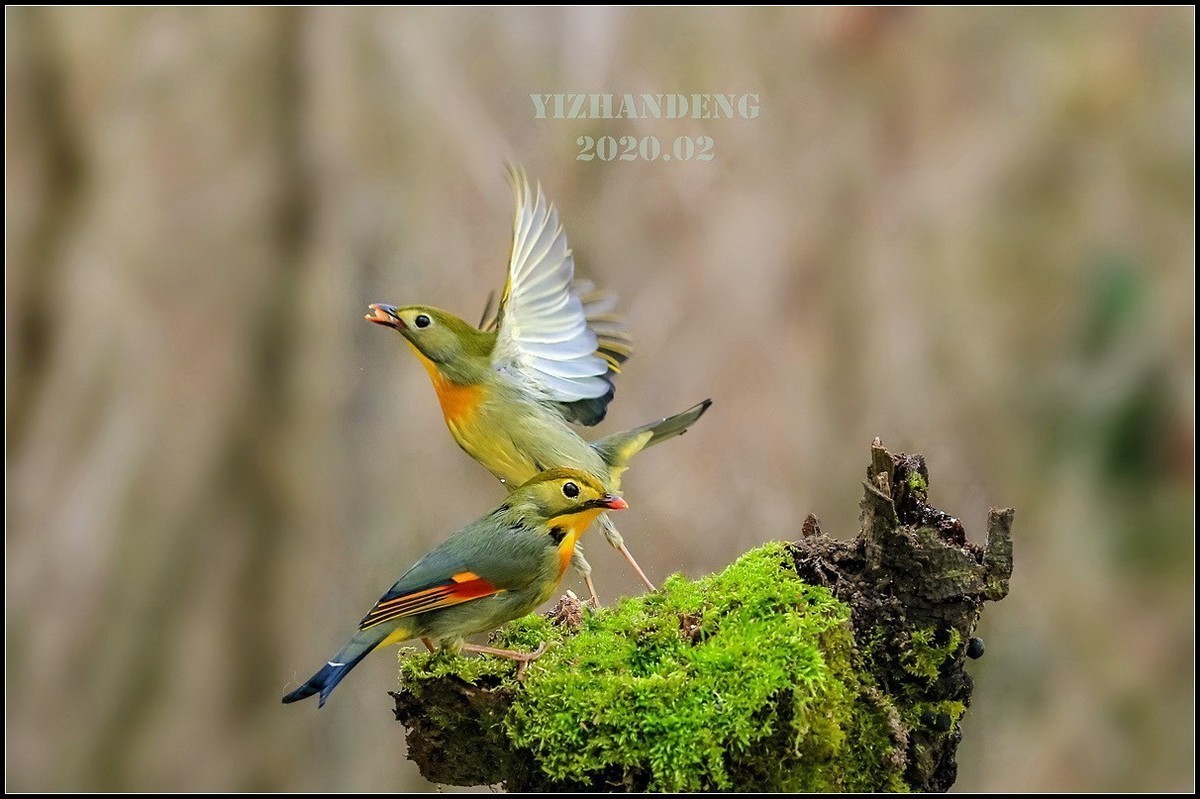 2020年拍鸟记——相思鸟（2）
