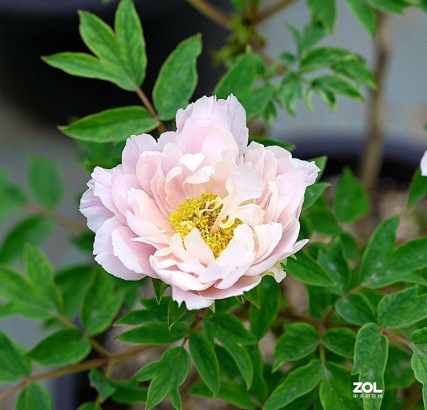 [ 成 都 市 漫 花 庒 园 牡 丹 随 拍 ] ( 29)
