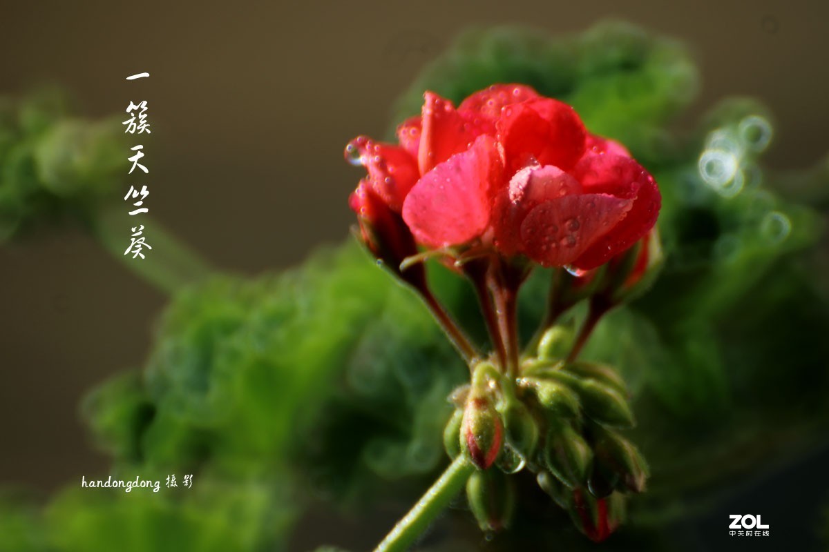 一簇天竺葵