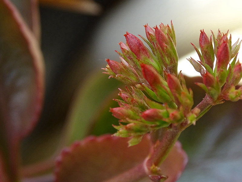 刚入的hx400，试机图，大家看看效果。无修正，原图缩小出图。