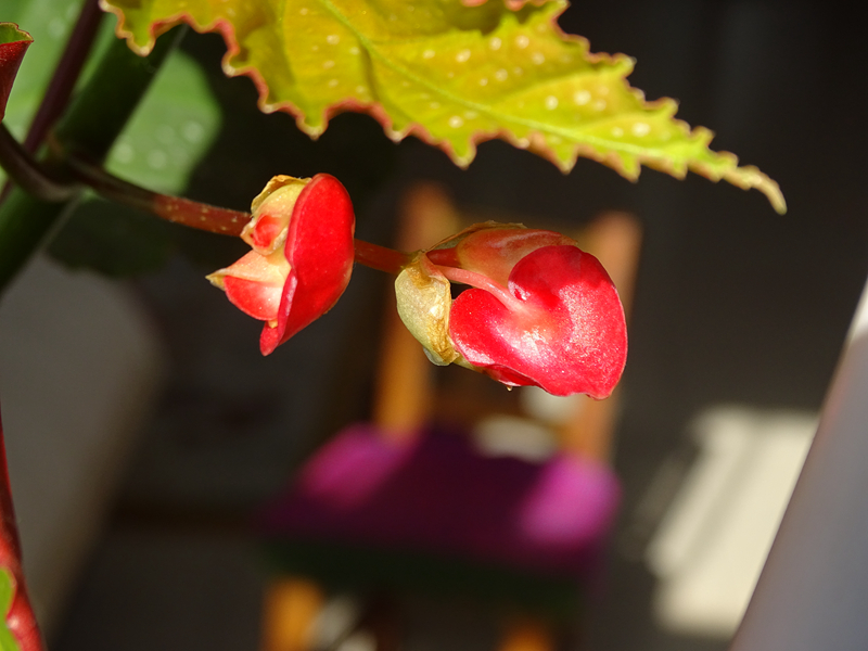 刚入的hx400，试机图，大家看看效果。无修正，原图缩小出图。