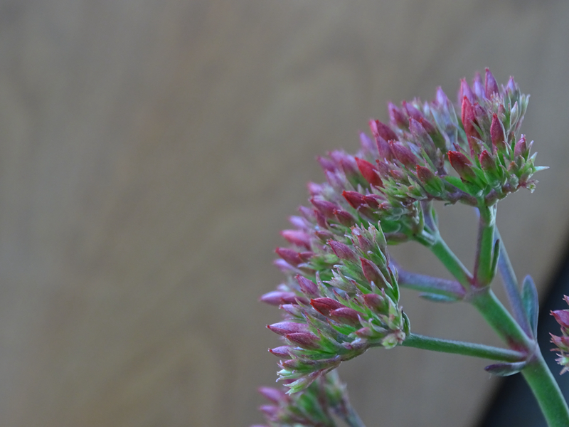 刚入的hx400，试机图，大家看看效果。无修正，原图缩小出图。