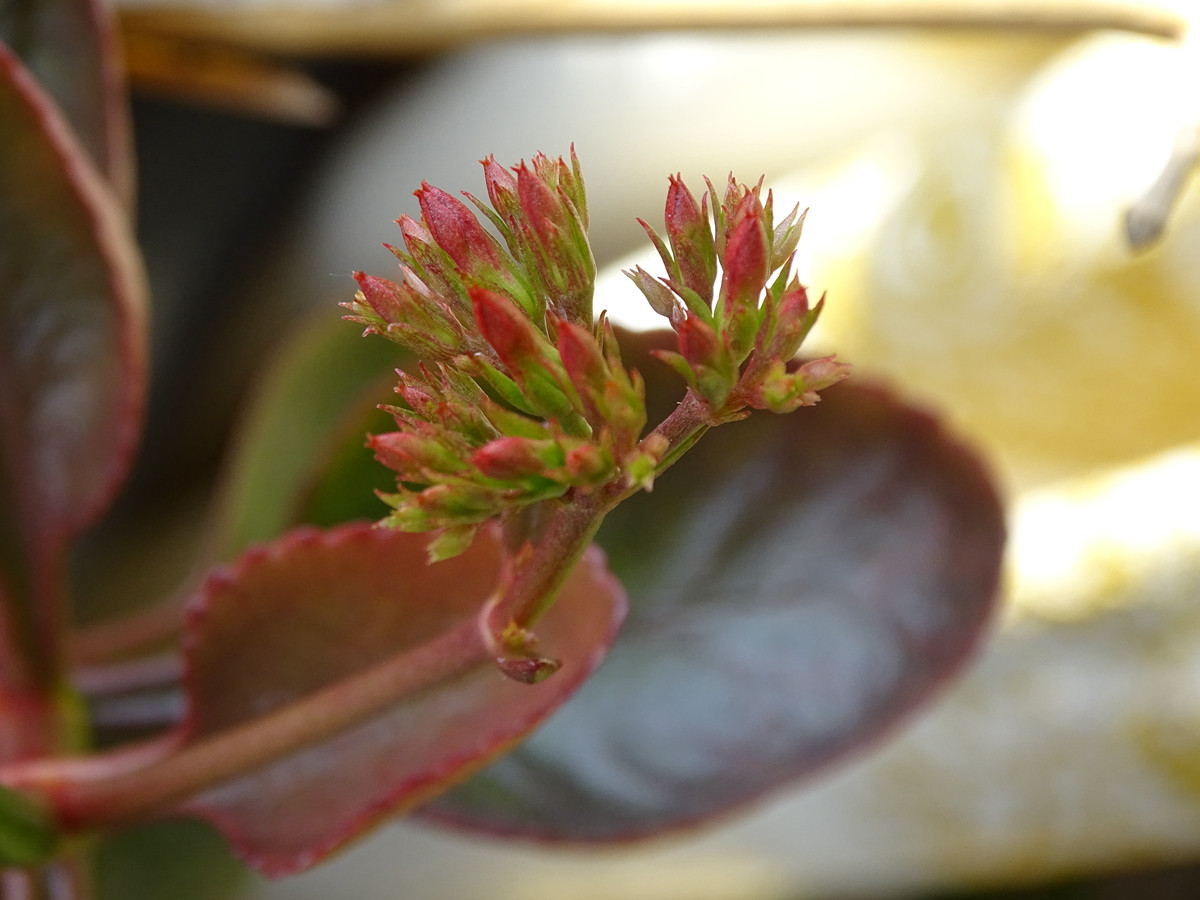 刚入的hx400，试机图，大家看看效果。无修正，原图缩小出图。