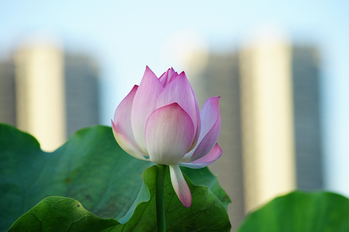 华发水郡湿地公园随拍