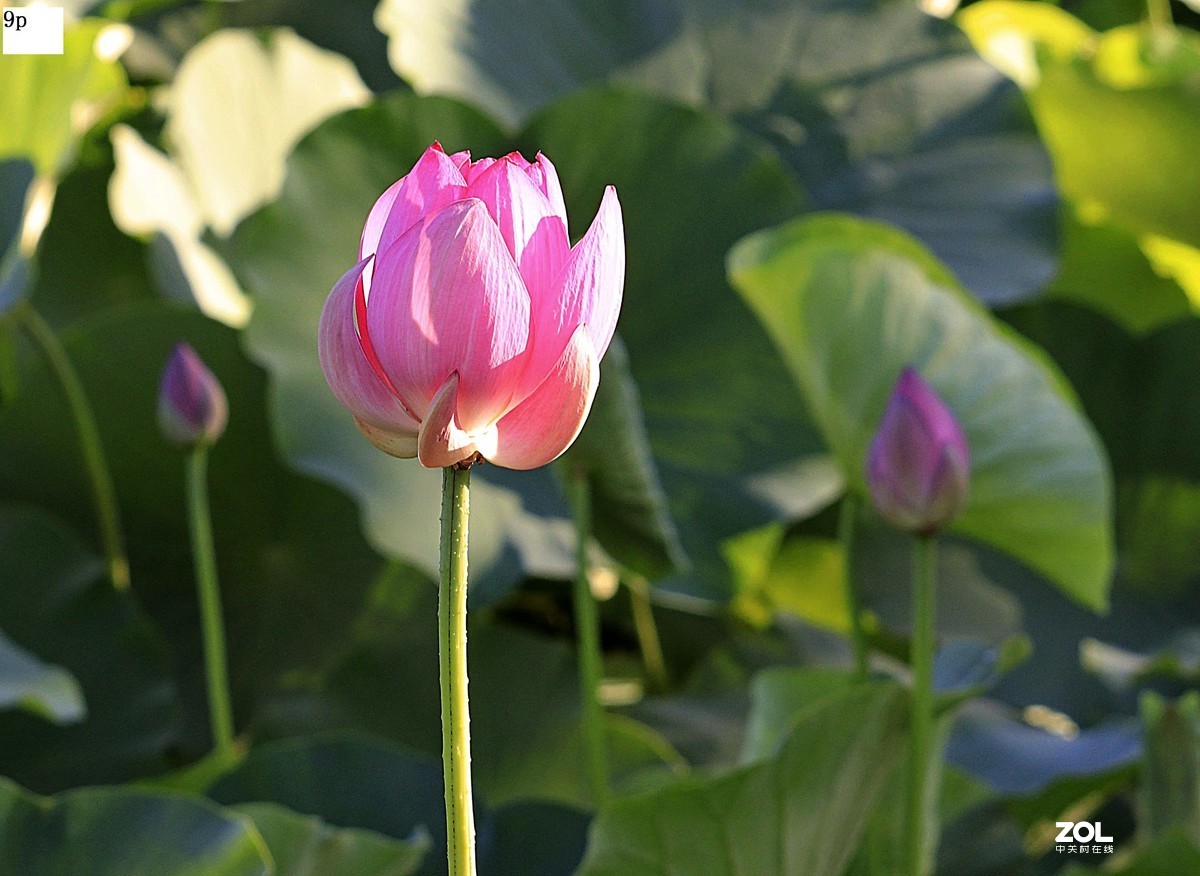 不久前拍的荷花